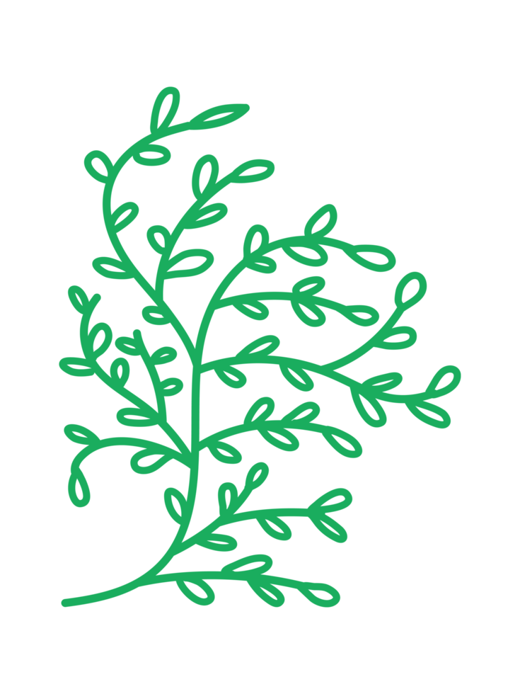 Ornaments Hand Drawn Nature Leaf Element png