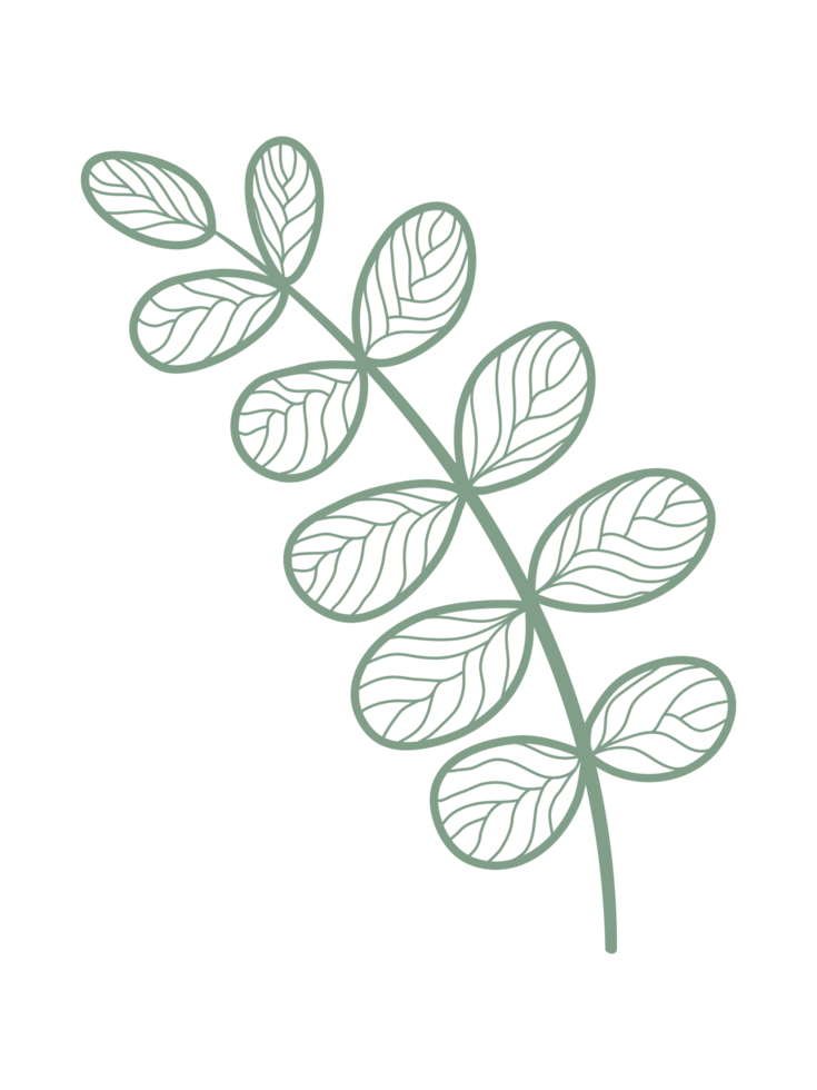 Ornaments Hand Drawn Nature Leaf Element png