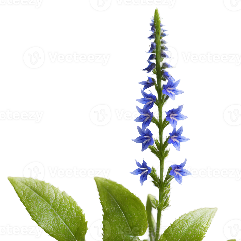 Blue lobelia small tubular flowers arranged in spikes white throat Lobelia siphilitica png