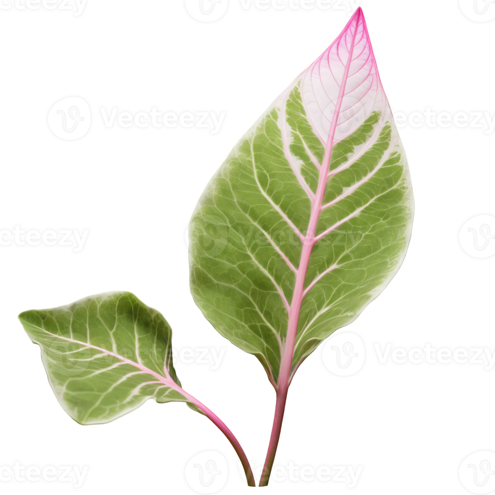 Syngonium leaf arrow shaped leaf with pink and silver variegation and wavy edges Syngonium Pink png