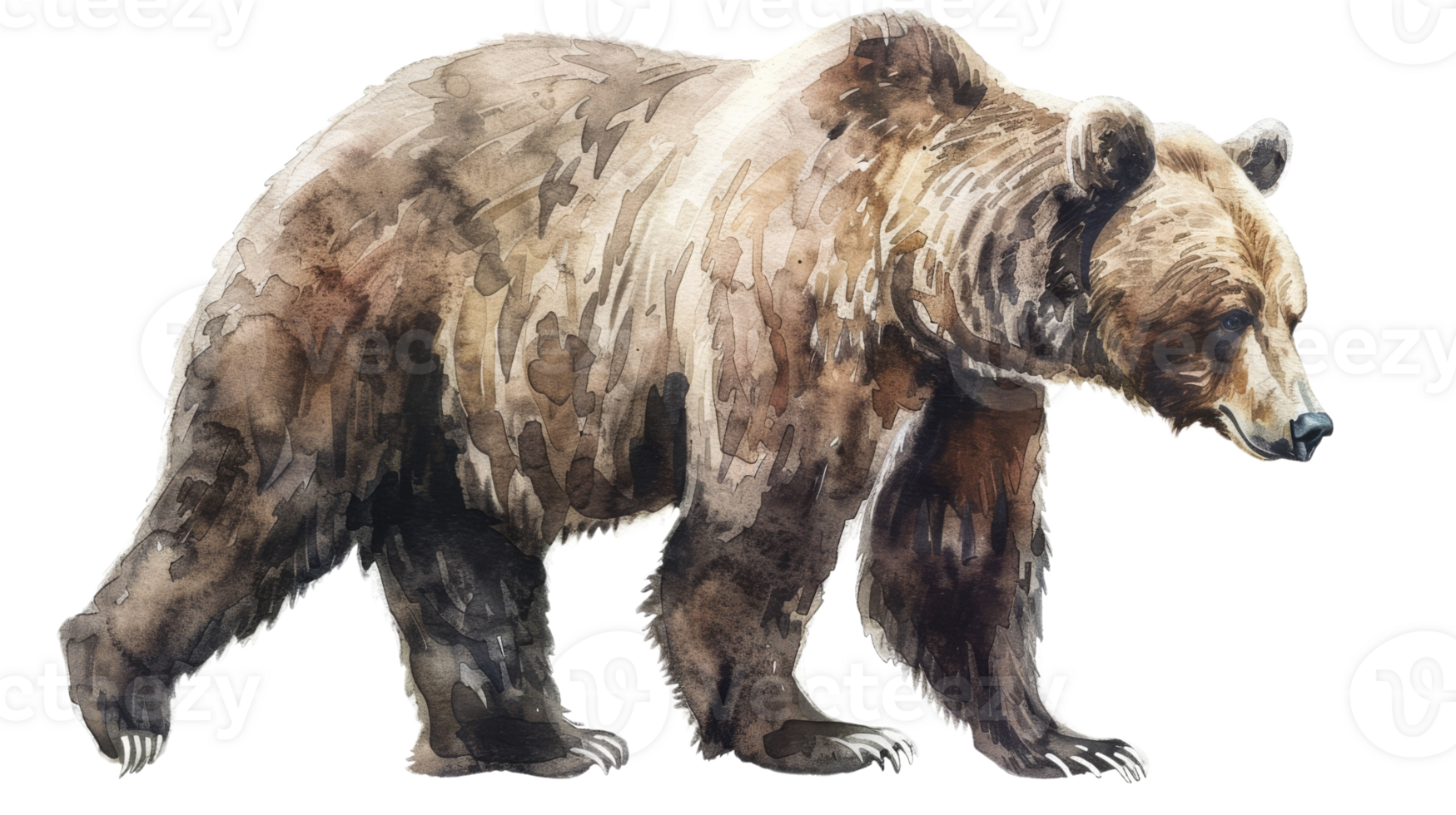 Grizzly Bear on the Transparent Background, Format png