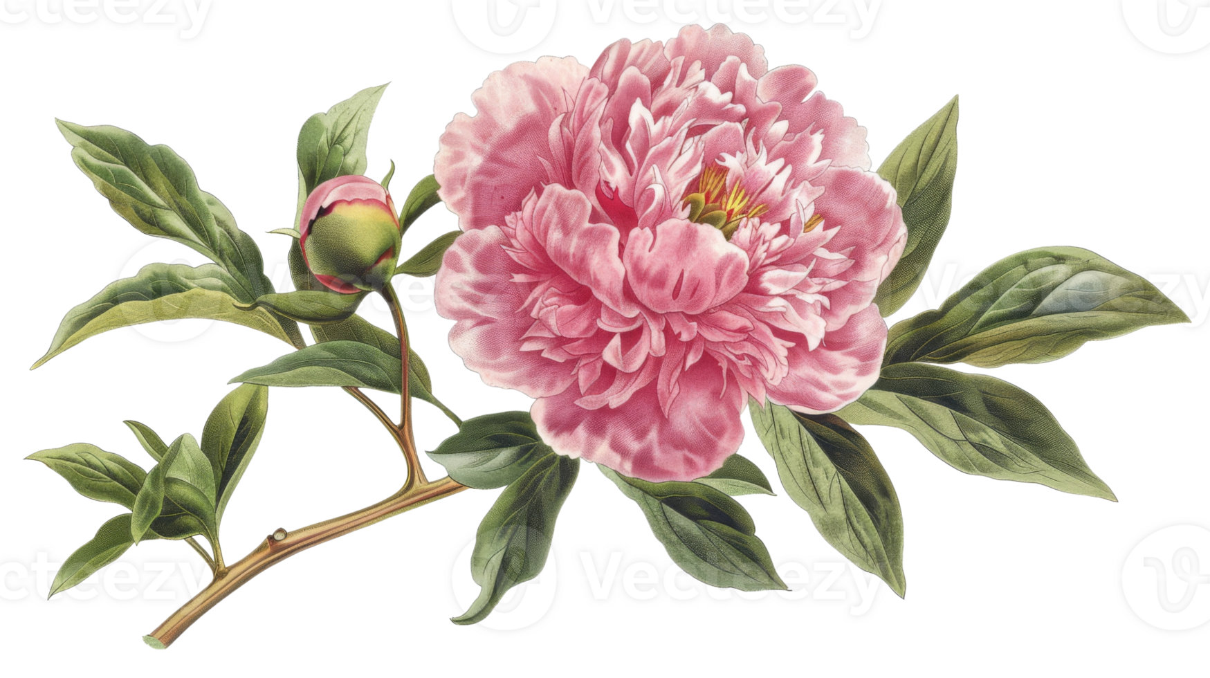 Peony flower on the Transparent Background, Format png