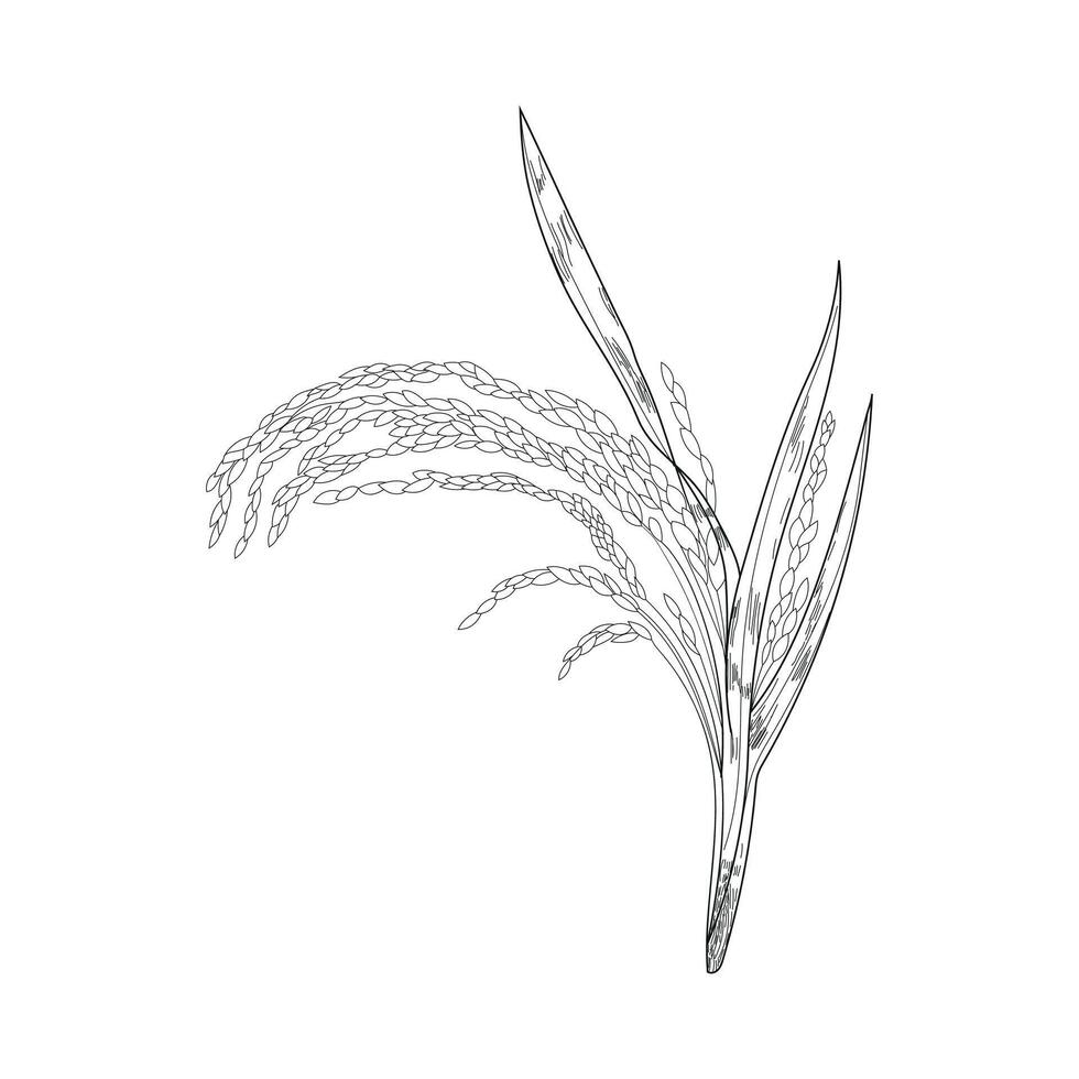 paddy design and rice vector