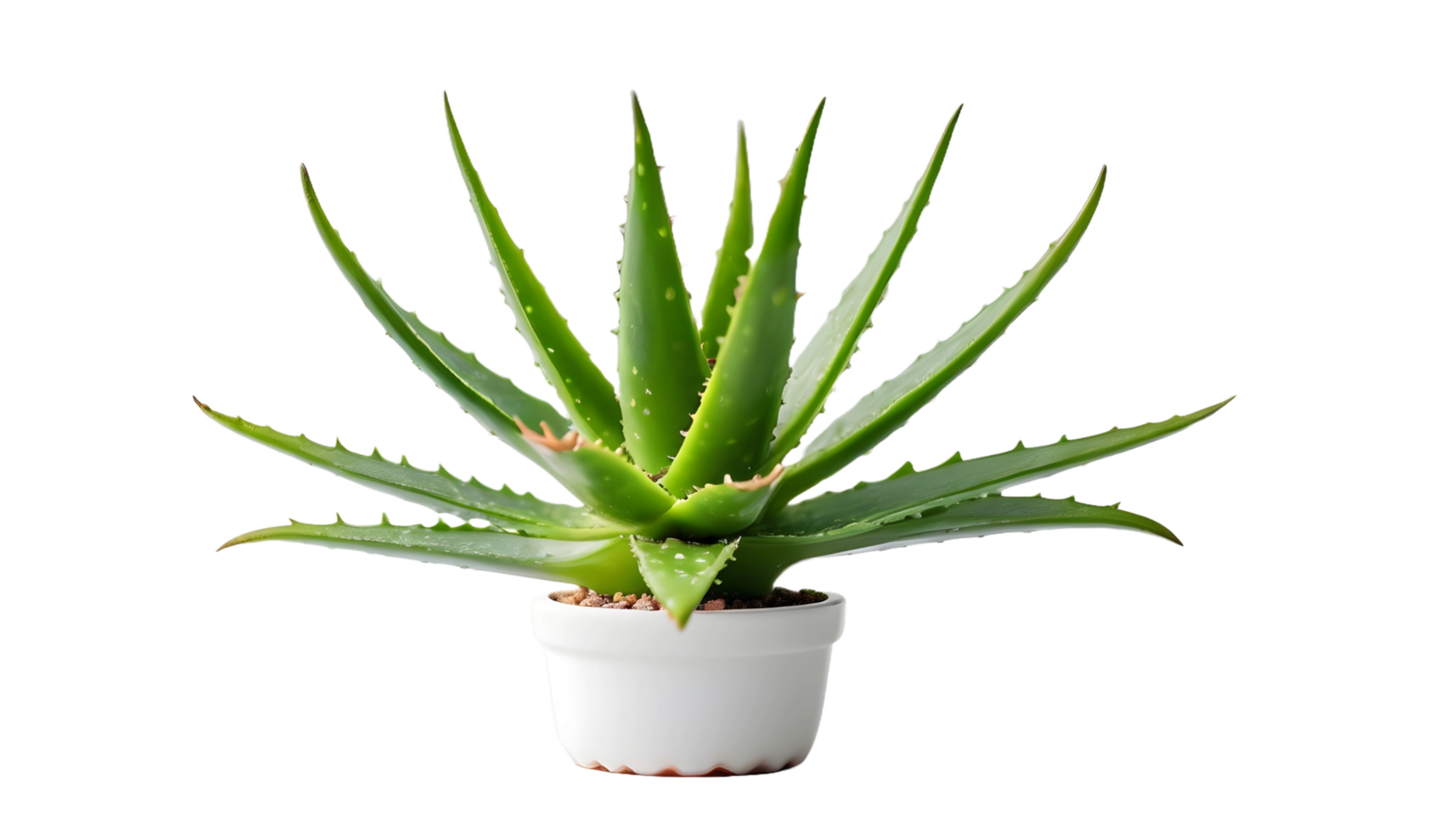 Aloe Vera Plant on transparent background png