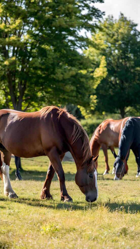 Three horses grazing in a tranquil pasture, with lush green trees and warm sunlight Vertical Mobile Wallpaper photo