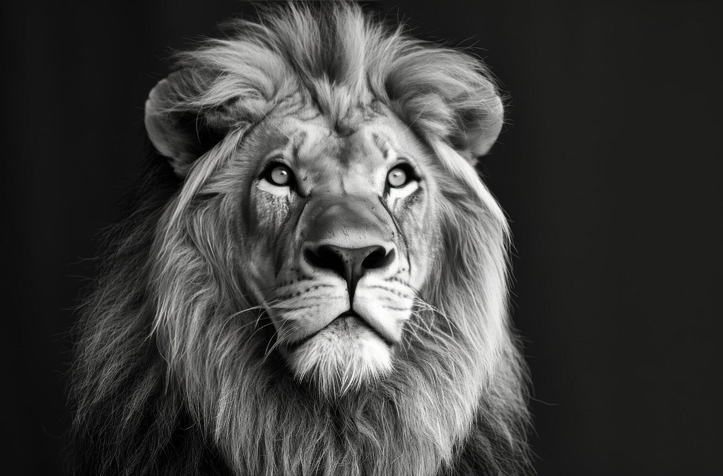 A Majestic Lion Looking Upward in Black and White Photography photo