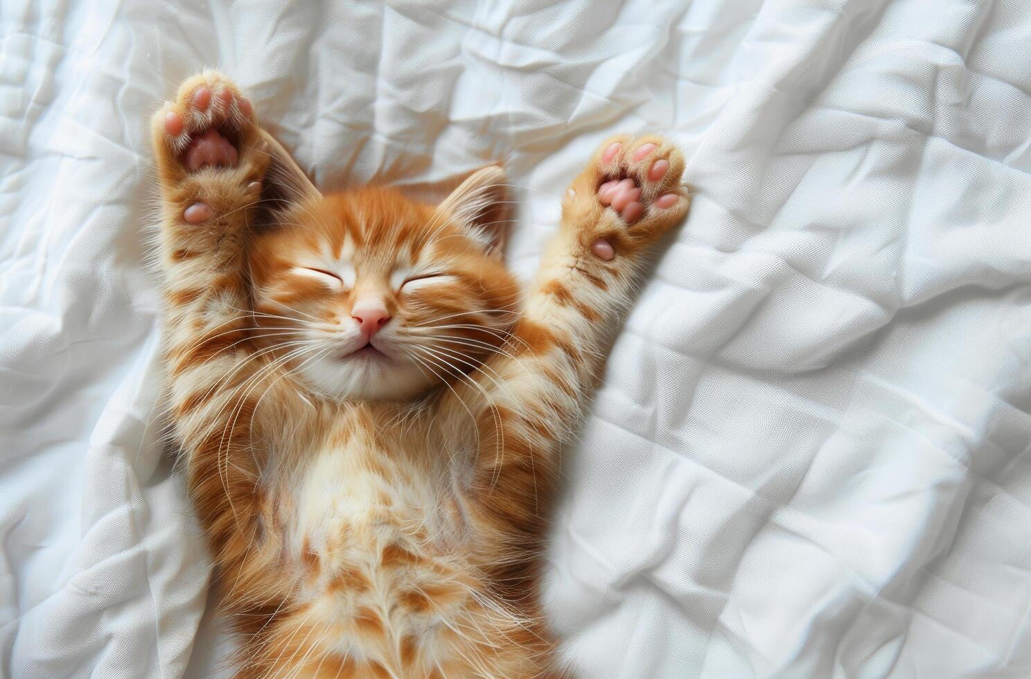 Adorable Orange Kitten Sleeping on White Bedding With Paws Raised photo