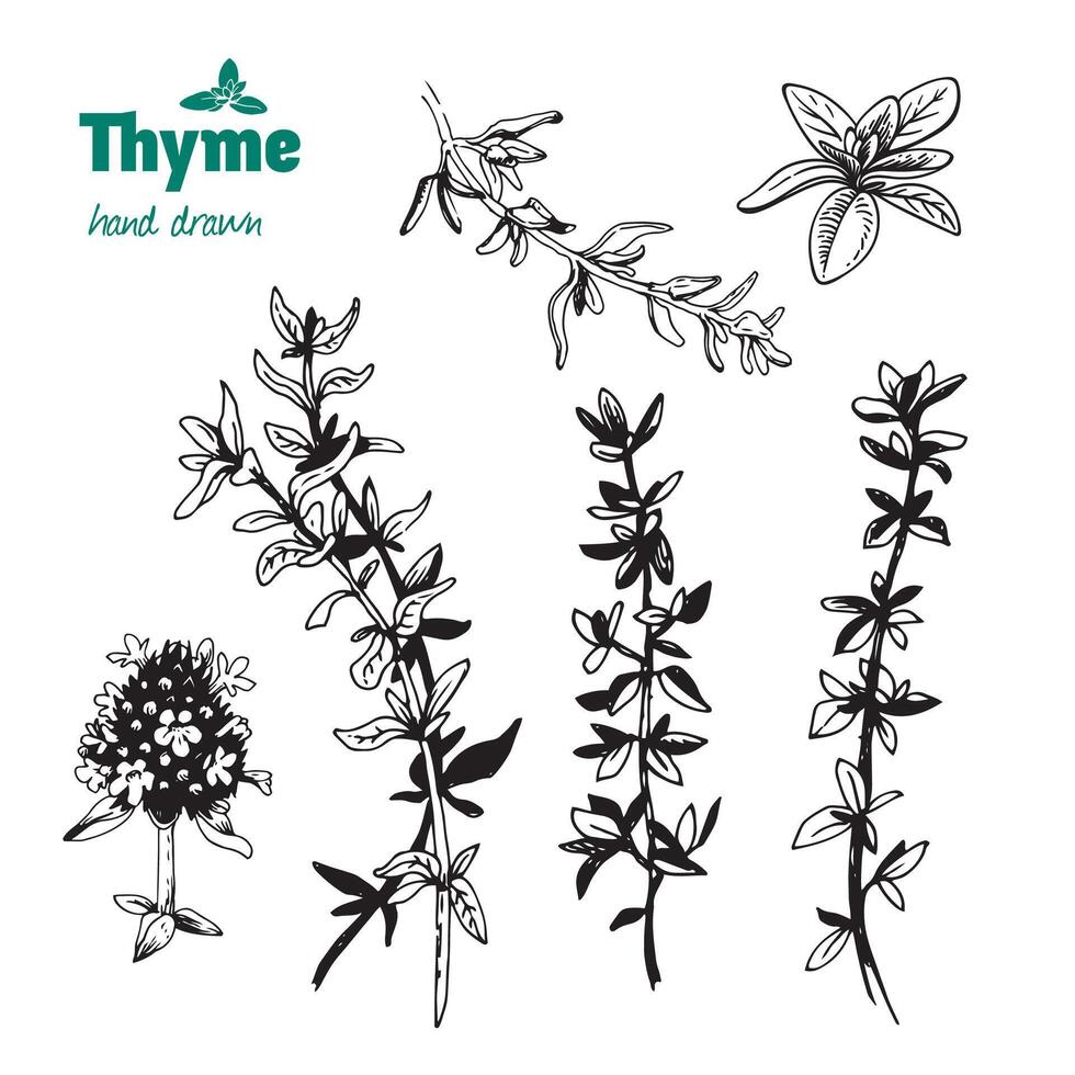 Thyme twigs, leaves and flowers hand drawn illustration vector
