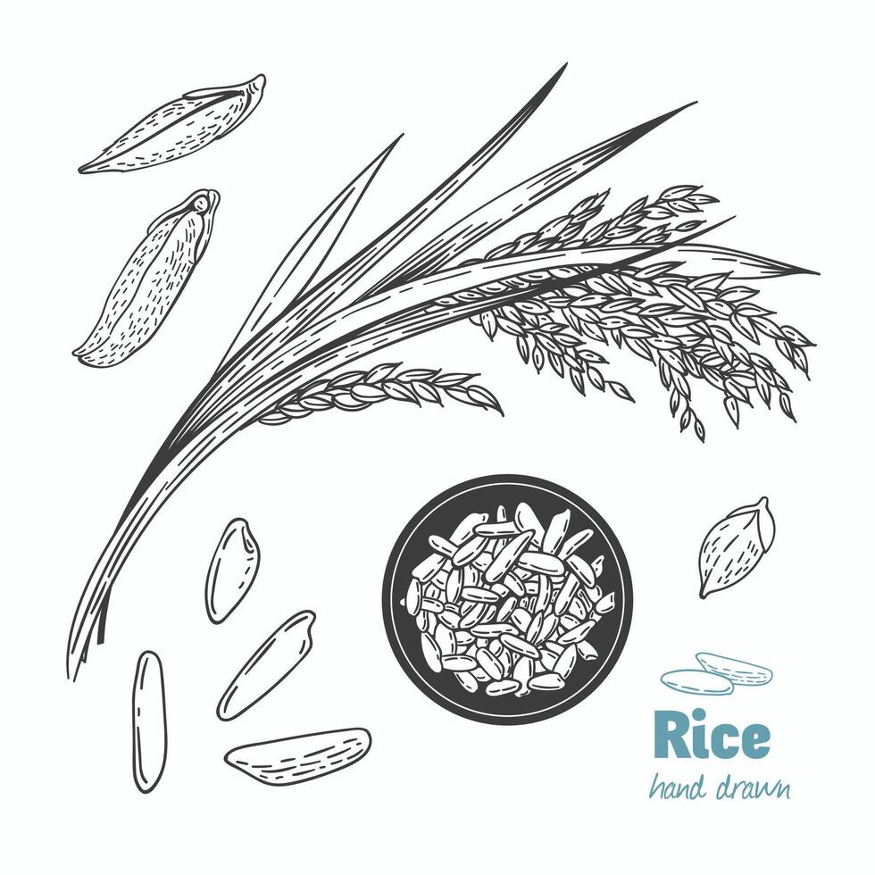 Detailed hand drawn black and white illustration of rice seeds and straw vector
