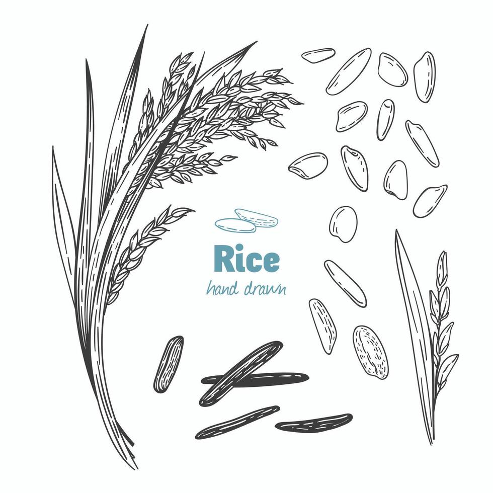 Detailed hand drawn black and white illustration of rice seeds and straw vector