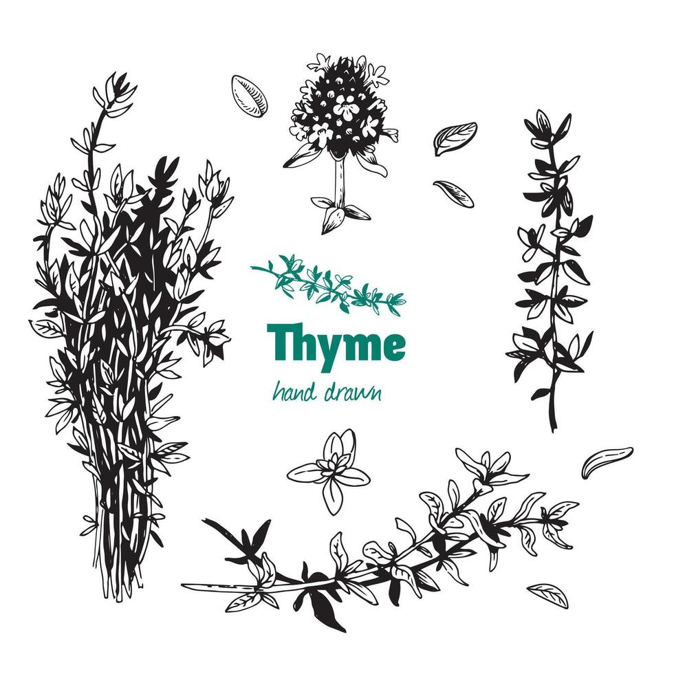 Thyme plant, leaves, flowers and bunch hand drawn illustration vector