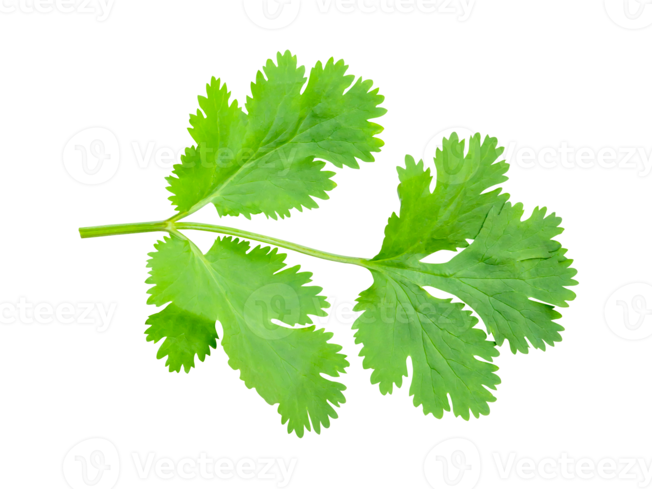 Top view set of fresh green coriander or Chinese parsley leaves isolated with clipping path in file format png