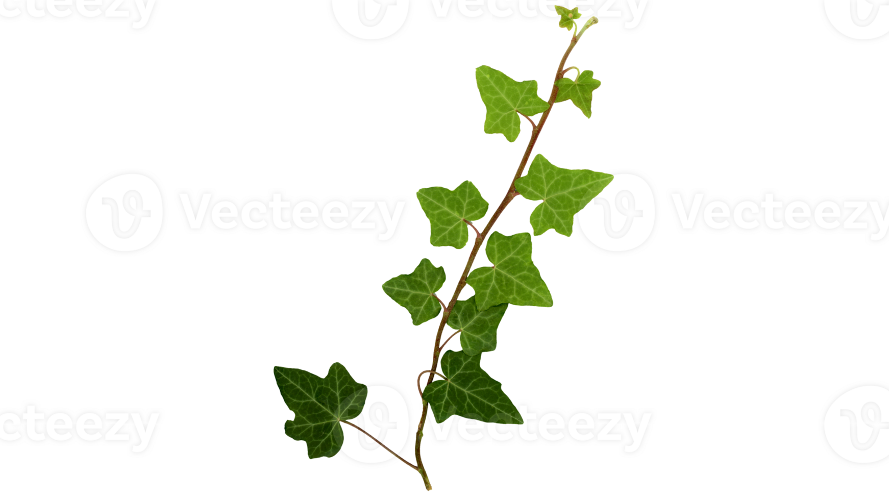 ivy plant transparent png