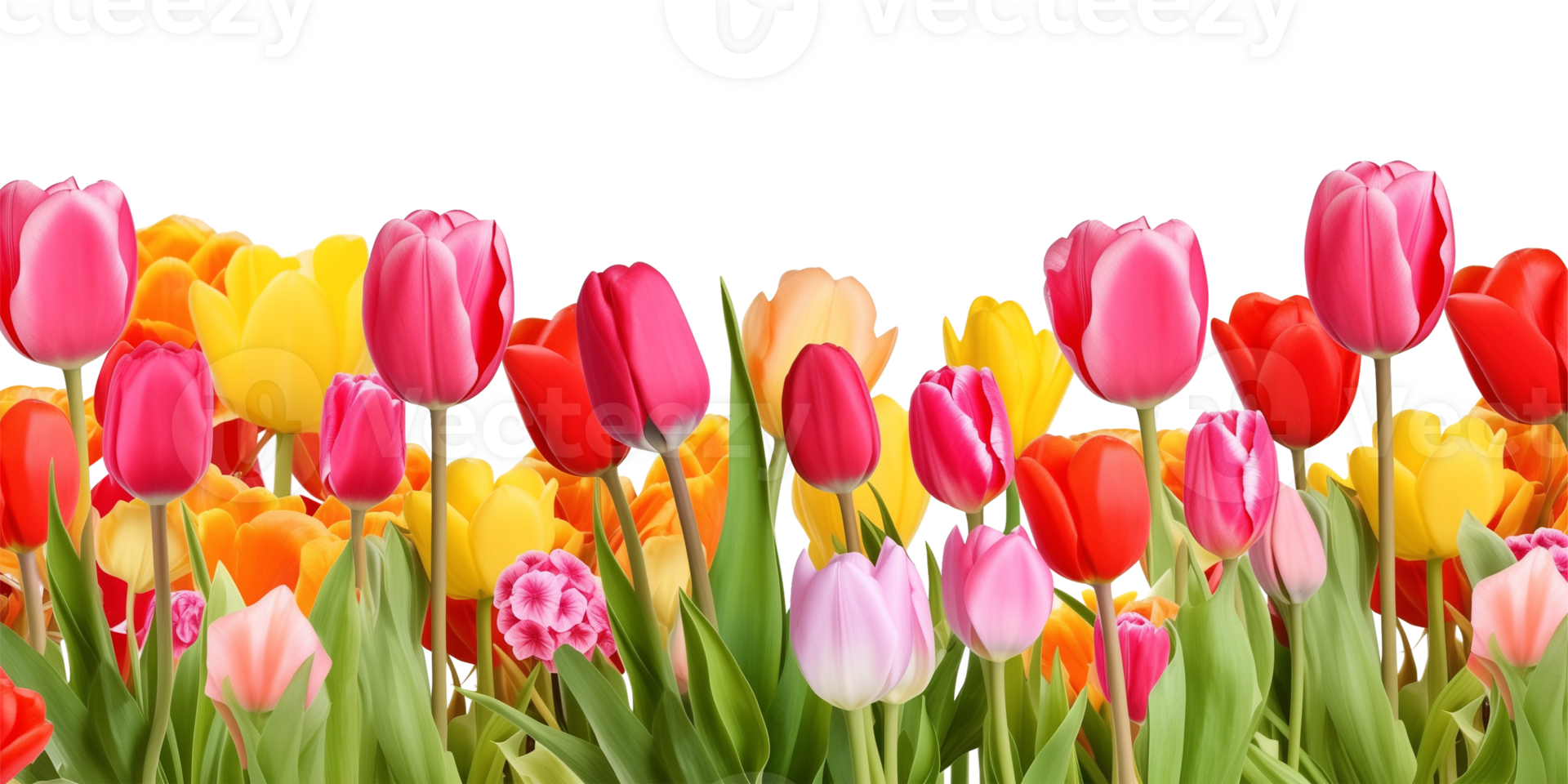 Tulips Footer Border Isolated on Transparent Background png