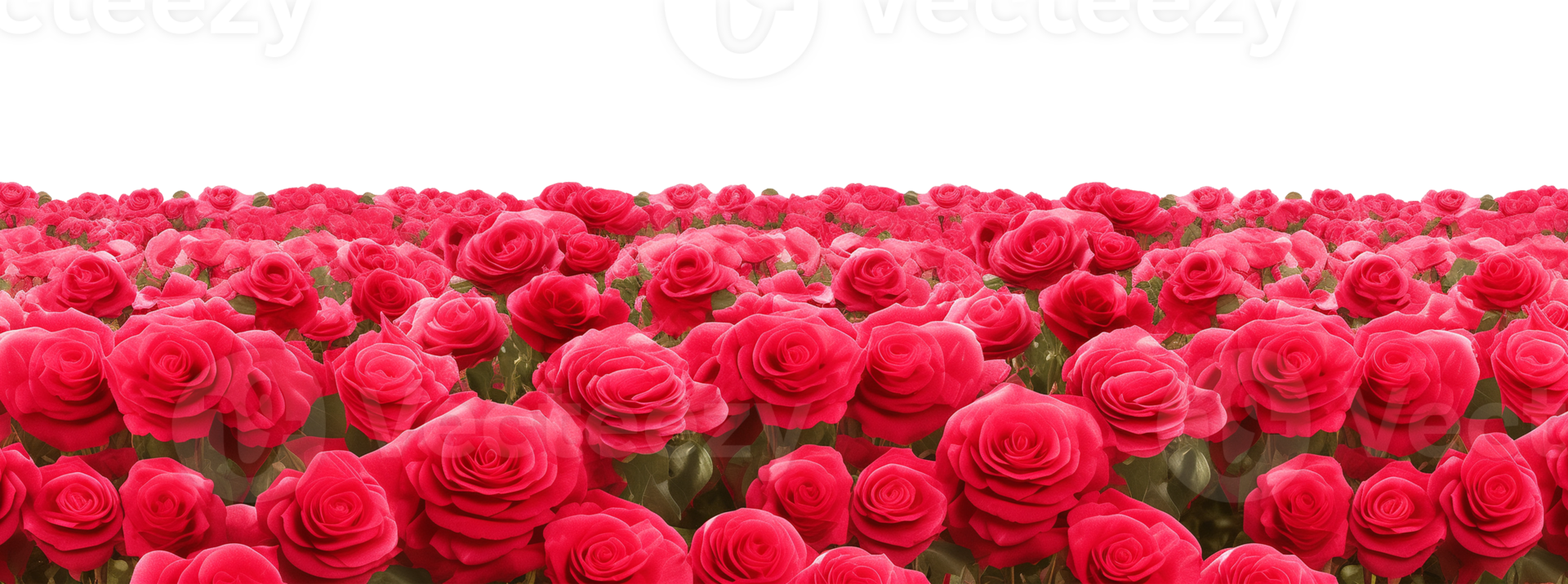Rose Field Horizon Isolated on Transparent Background png