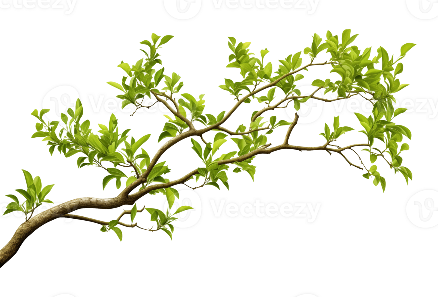 Tree Branch Isolated on Transparent Background png