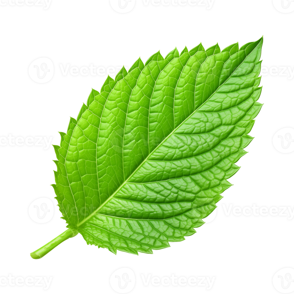Mint Leaf Isolated on Transparent Background png