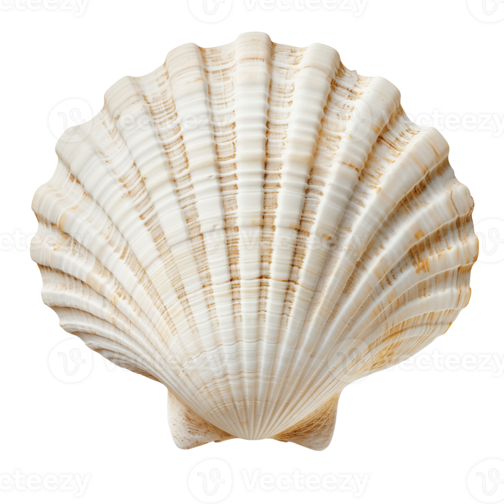 white sea shell isolated on isolated background png