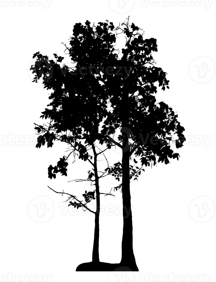 Realistic tree silhouette isolated on transparent background with clipping path and alpha channel png