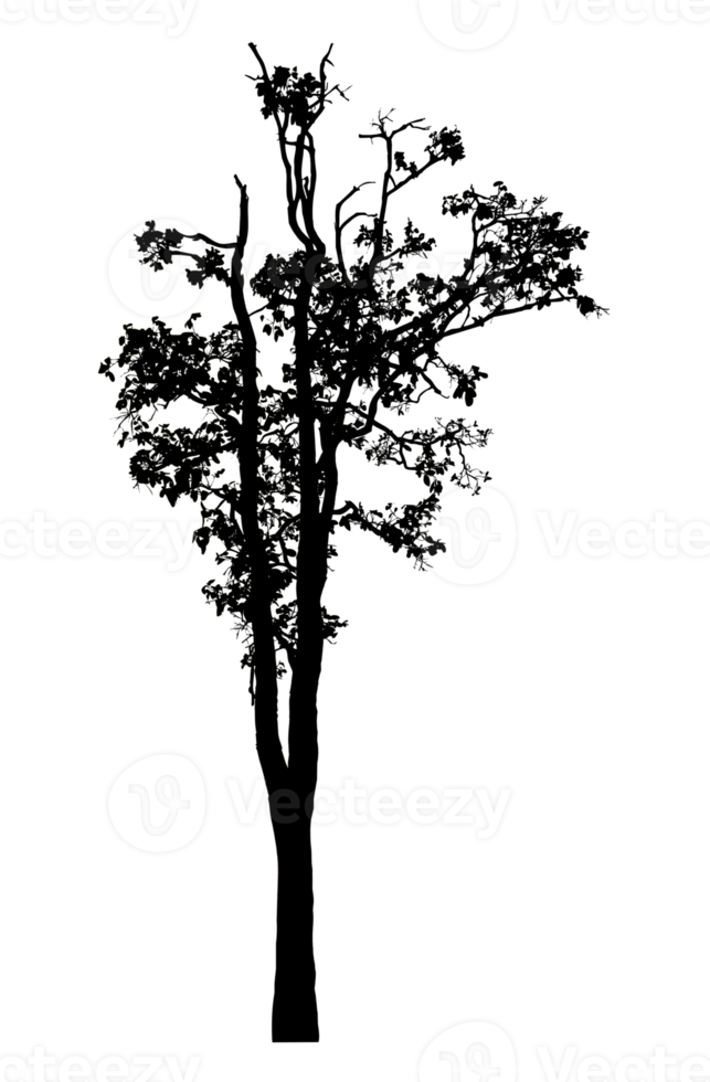 Realistic tree silhouette isolated on transparent background with clipping path and alpha channel png