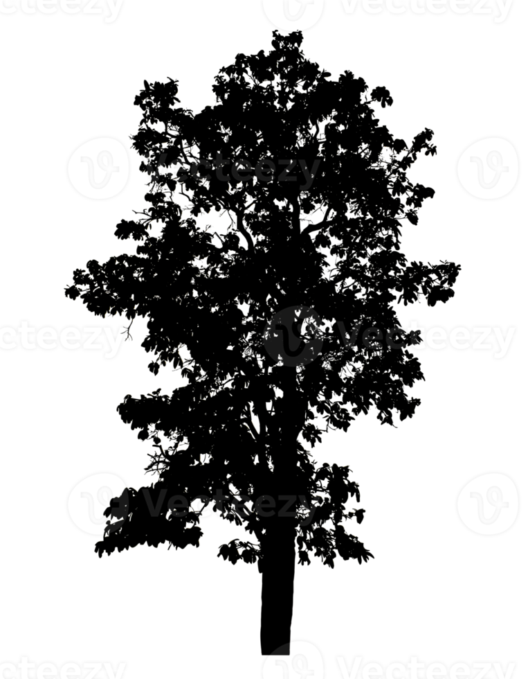 Realistic tree silhouette isolated on transparent background with clipping path and alpha channel png