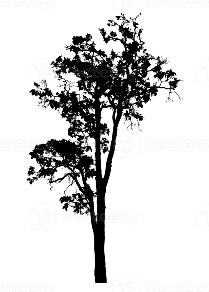 Realistic tree silhouette isolated on transparent background with clipping path and alpha channel png