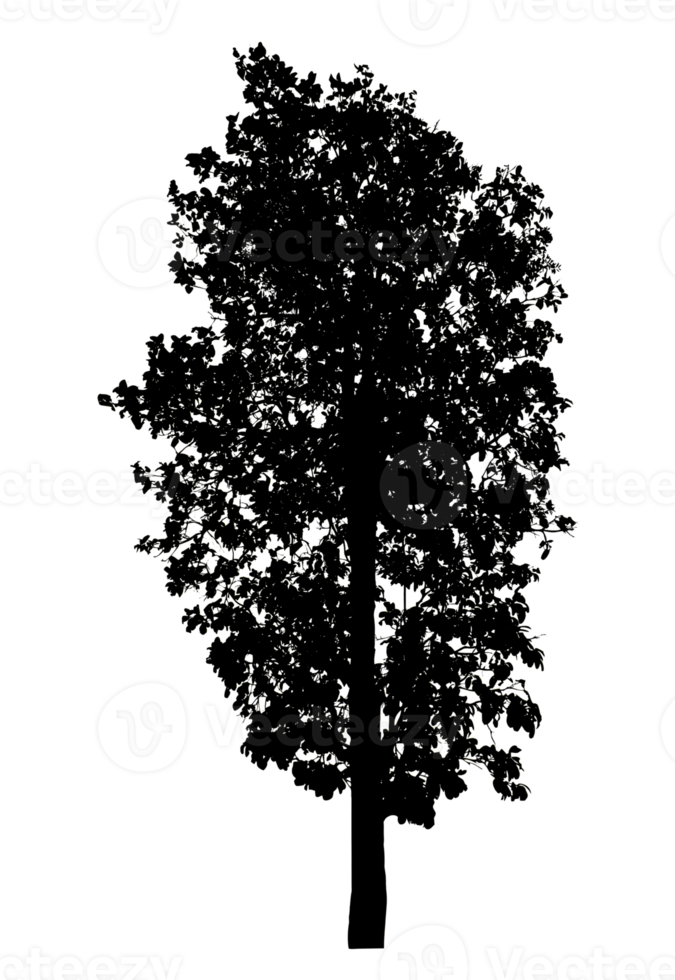Realistic tree silhouette isolated on transparent background with clipping path and alpha channel png