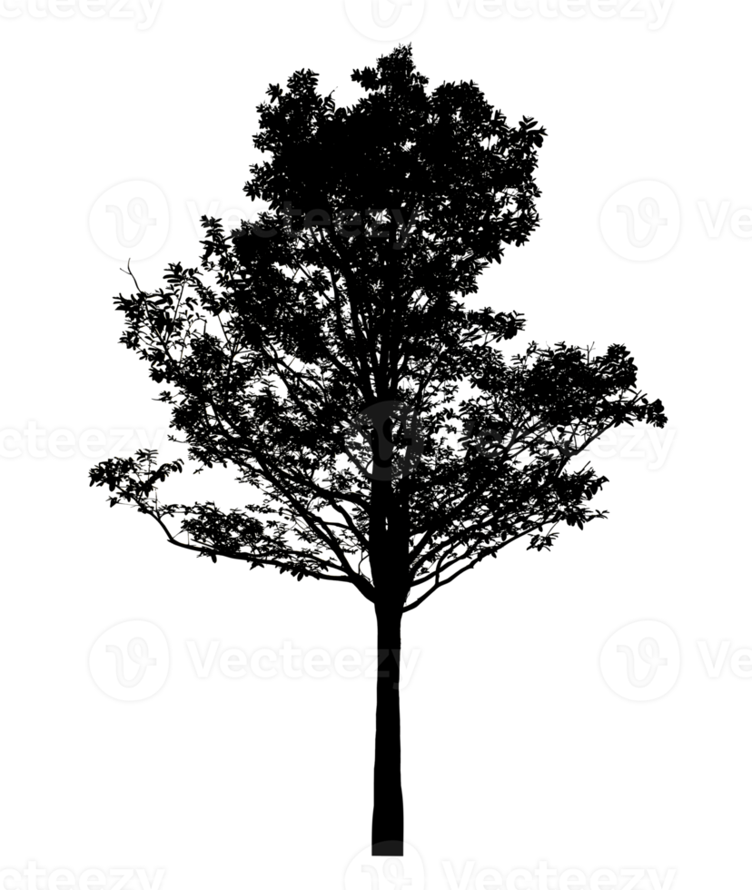 Realistic tree silhouette isolated on transparent background with clipping path and alpha channel png