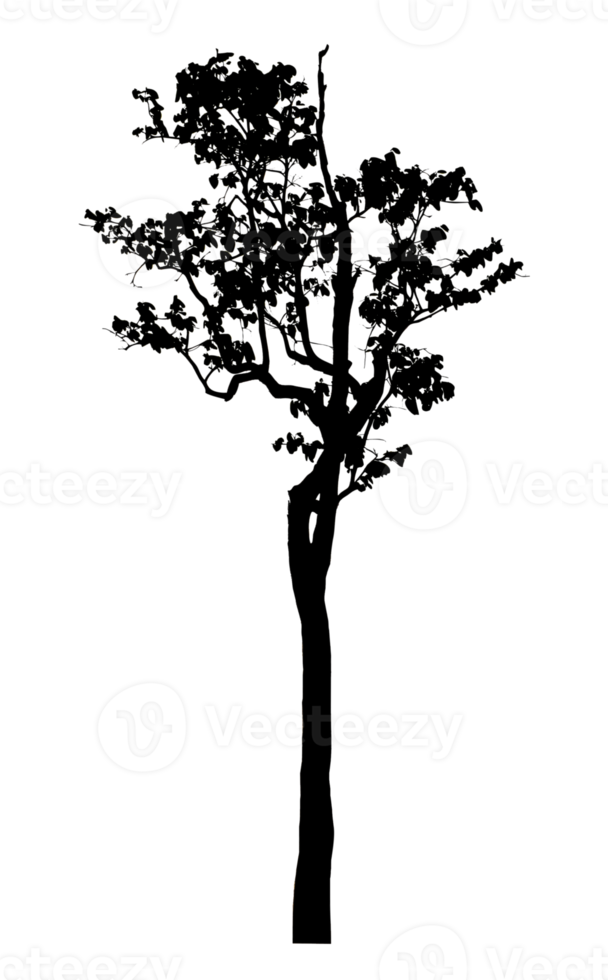 Realistic tree silhouette isolated on transparent background with clipping path and alpha channel png