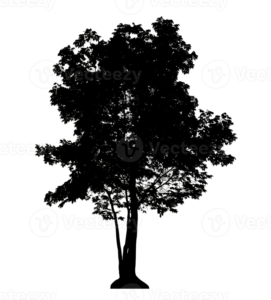 Realistic tree silhouette isolated on transparent background with clipping path and alpha channel png