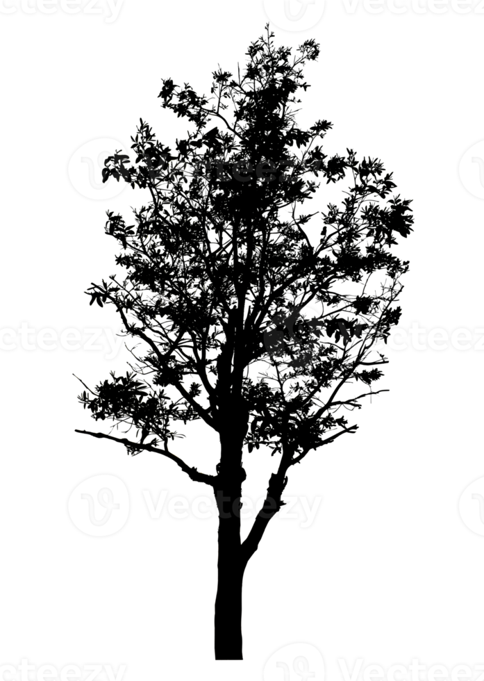 Realistic tree silhouette isolated on transparent background with clipping path and alpha channel png