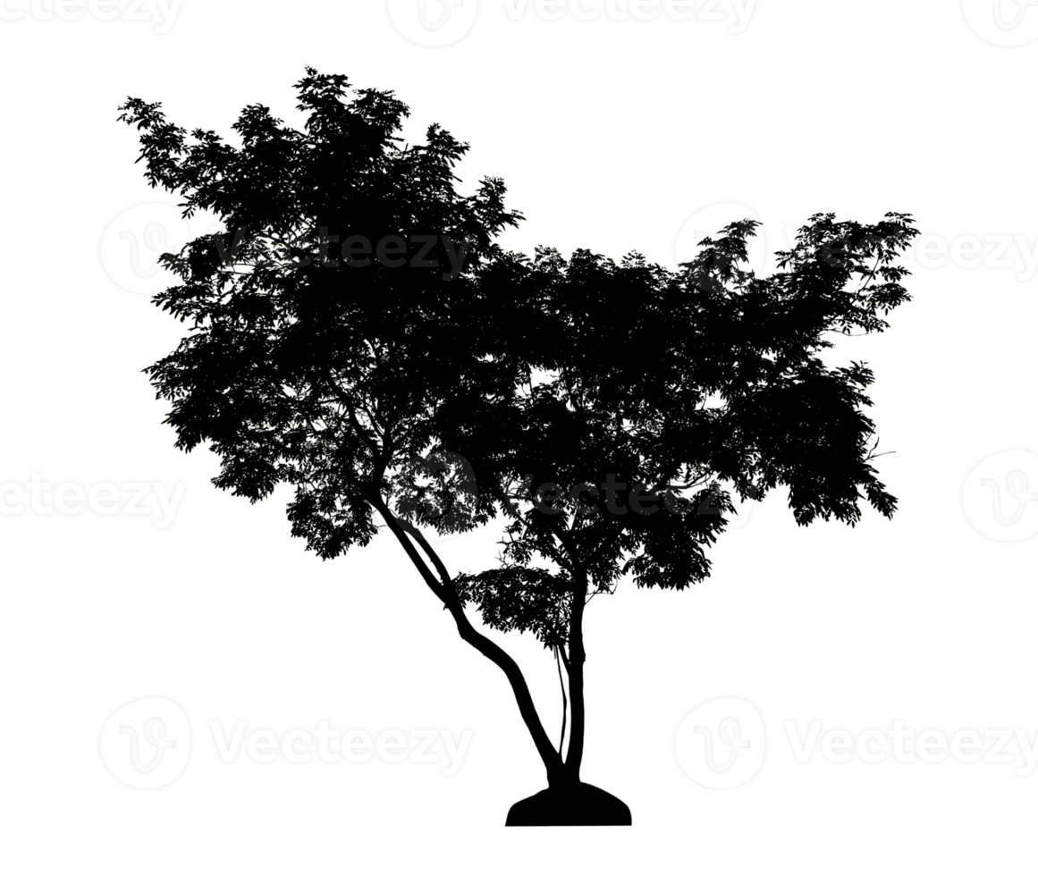 Realistic tree silhouette isolated on transparent background with clipping path and alpha channel png