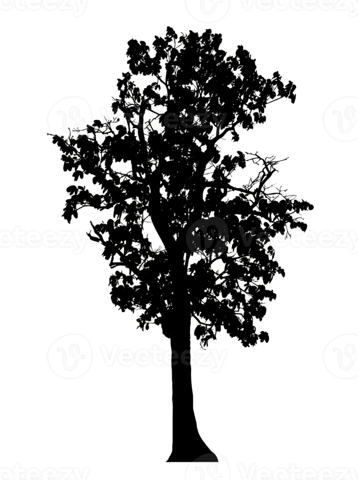 Realistic tree silhouette isolated on transparent background with clipping path and alpha channel png
