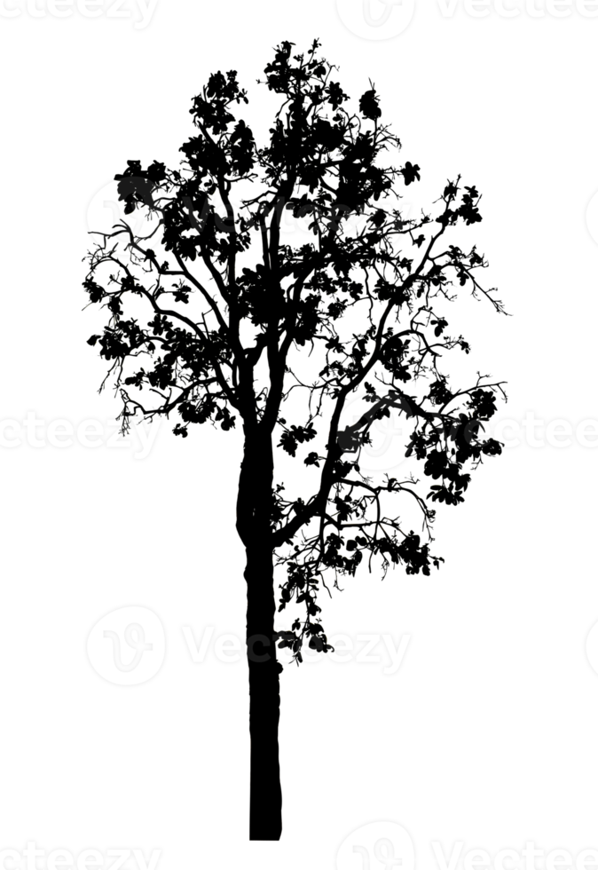 Realistic tree silhouette isolated on transparent background with clipping path and alpha channel png