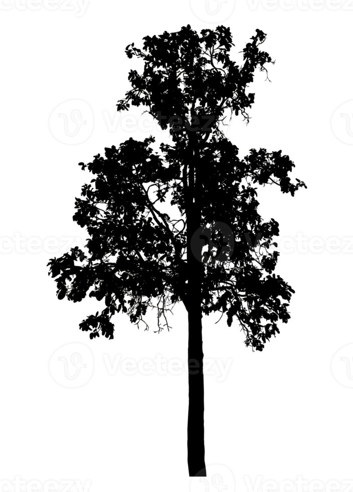 Realistic tree silhouette isolated on transparent background with clipping path and alpha channel png