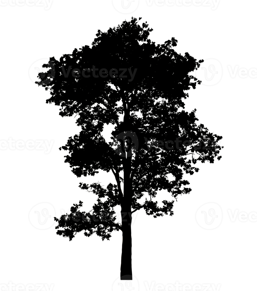 Realistic tree silhouette isolated on transparent background with clipping path and alpha channel png