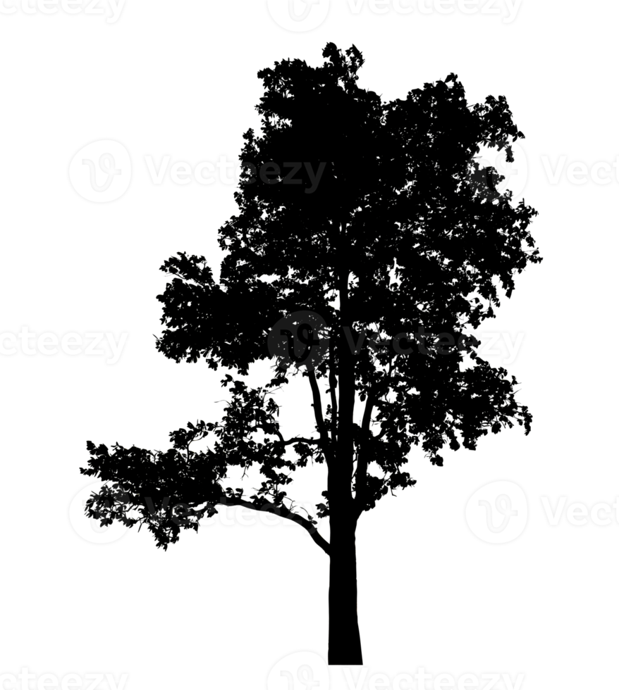 Realistic tree silhouette isolated on transparent background with clipping path and alpha channel png
