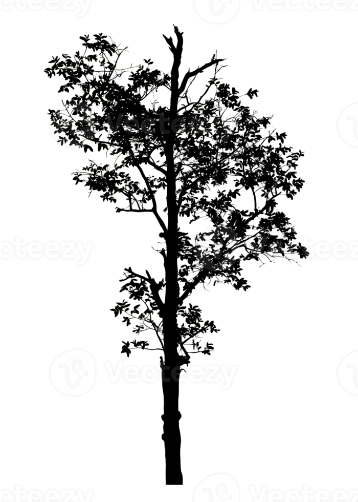 Realistic tree silhouette isolated on transparent background with clipping path and alpha channel png