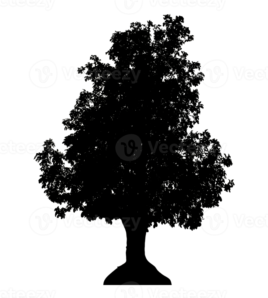 Realistic tree silhouette isolated on transparent background with clipping path and alpha channel png