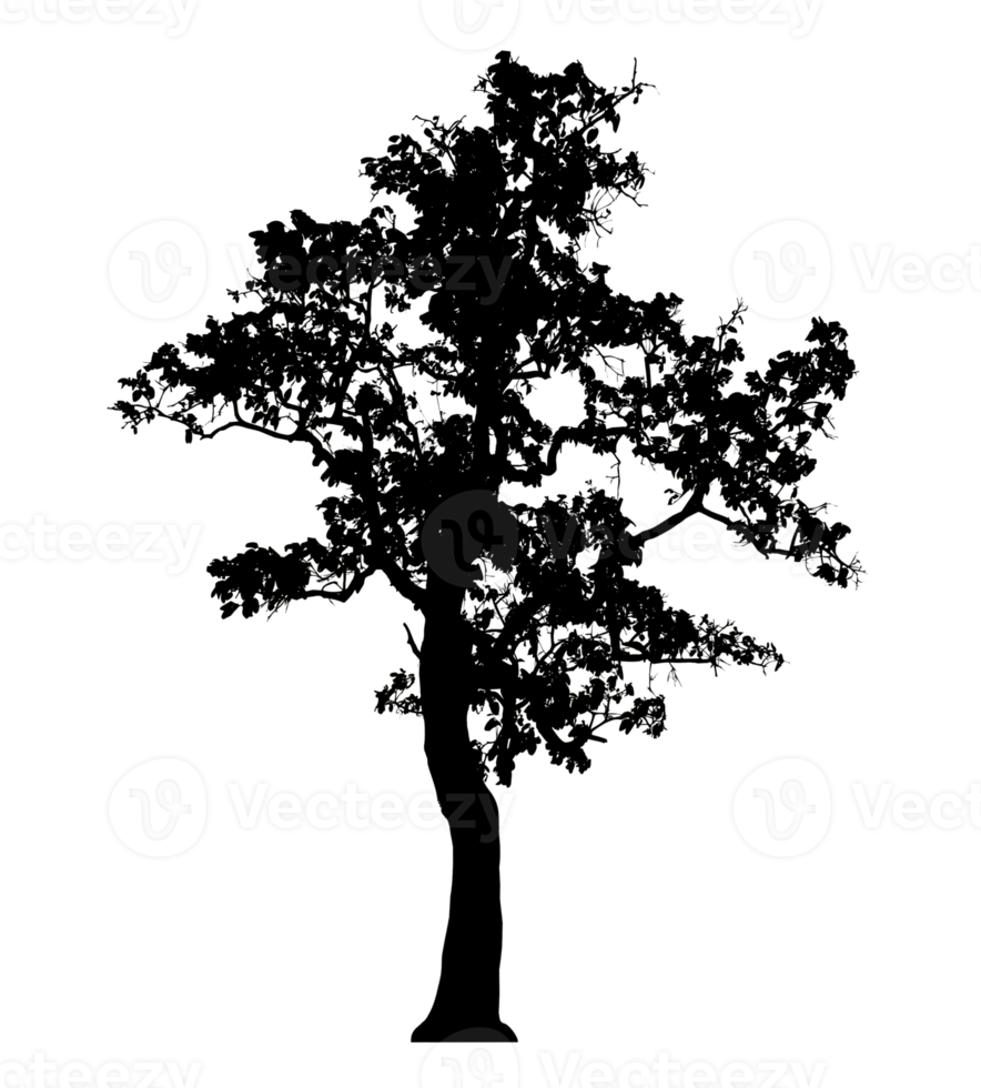 Realistic tree silhouette isolated on transparent background with clipping path and alpha channel png