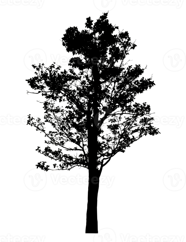 Realistic tree silhouette isolated on transparent background with clipping path and alpha channel png