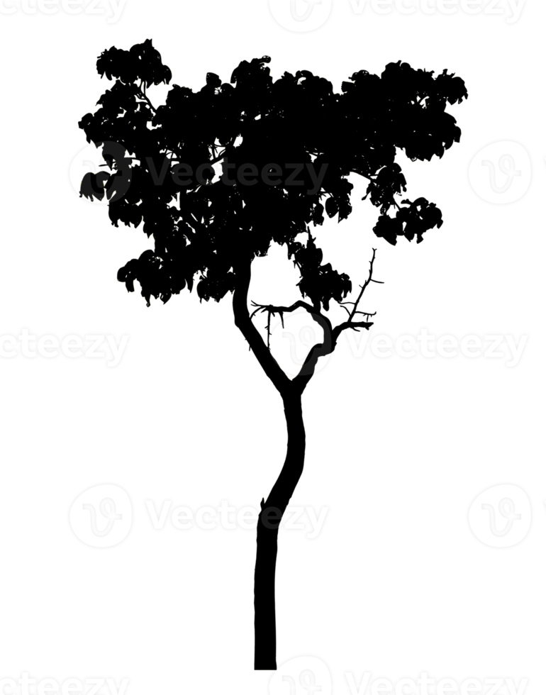 Realistic tree silhouette isolated on transparent background with clipping path and alpha channel png