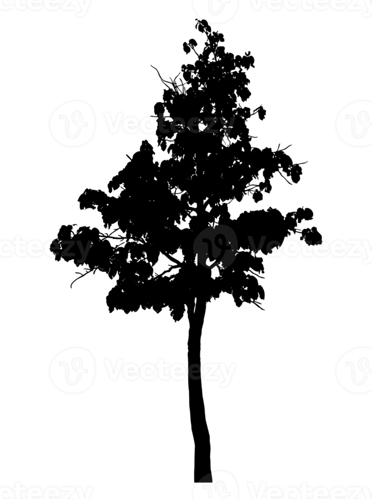 Realistic tree silhouette isolated on transparent background with clipping path and alpha channel png