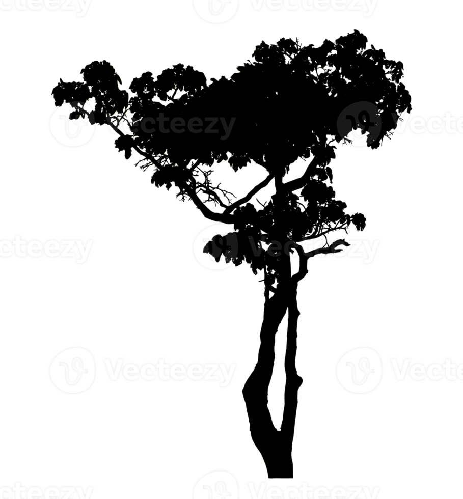 Realistic tree silhouette isolated on transparent background with clipping path and alpha channel png
