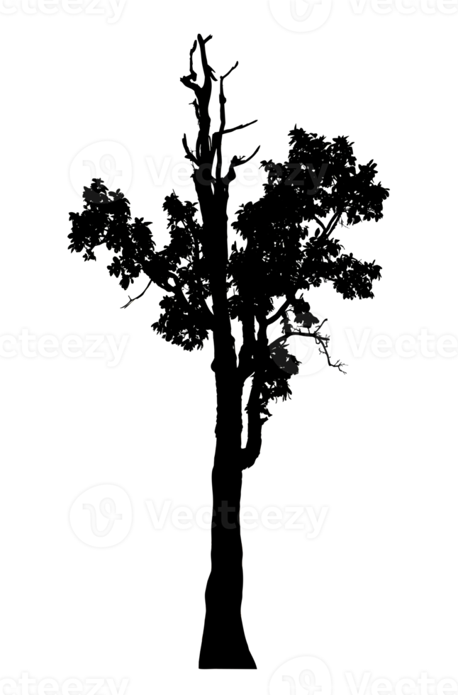 Realistic tree silhouette isolated on transparent background with clipping path and alpha channel png