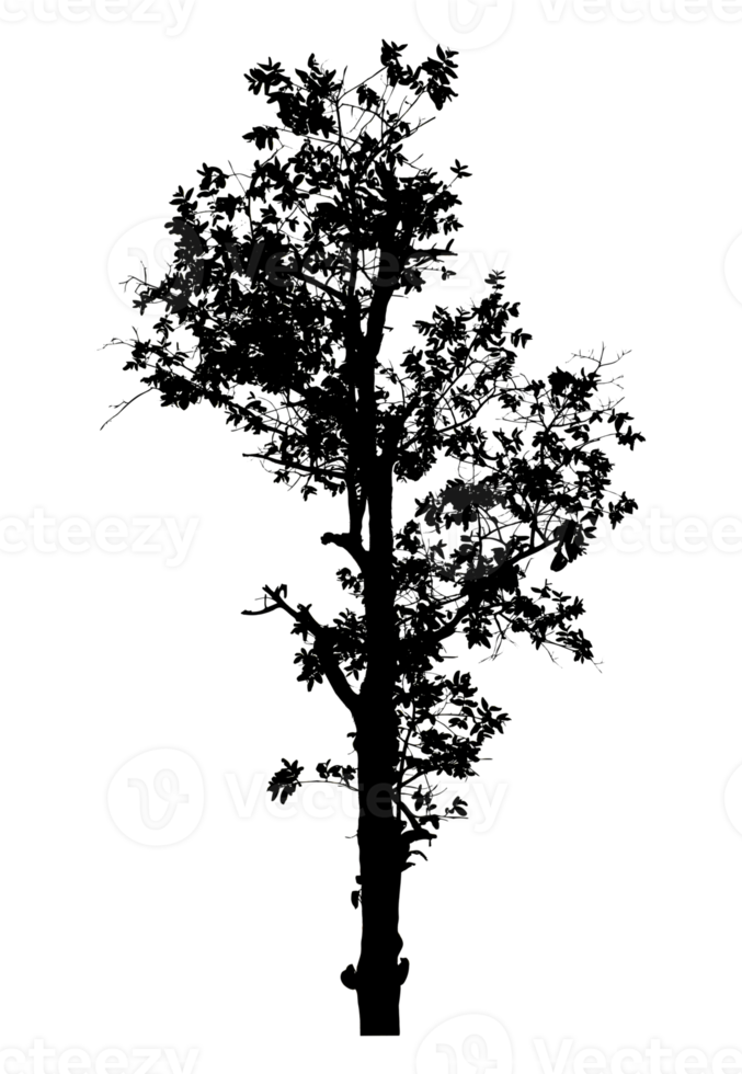 Realistic tree silhouette isolated on transparent background with clipping path and alpha channel png