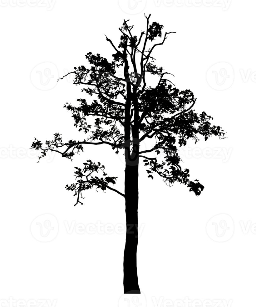Realistic tree silhouette isolated on transparent background with clipping path and alpha channel png