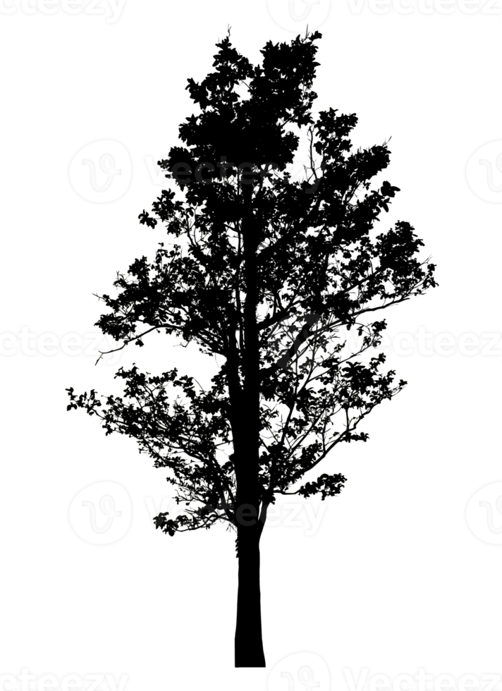 Realistic tree silhouette isolated on transparent background with clipping path and alpha channel png