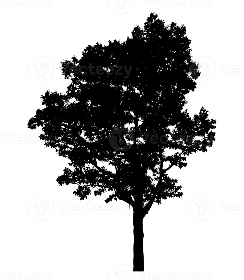 Realistic tree silhouette isolated on transparent background with clipping path and alpha channel png