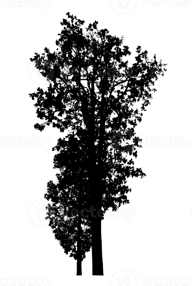 Realistic tree silhouette isolated on transparent background with clipping path and alpha channel png